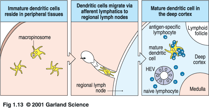 Dendritische Zellen starten eine adaptive Immunantwort unreife dendritische Zellen halten sich in peripheren Geweben auf Makropinsom dendritische Zellen wandern über afferente Lymphgefäße zu