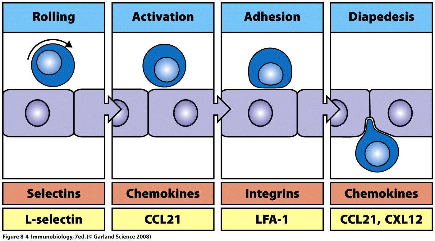 4 Hauptphasen der Lymphozytenadhäsion