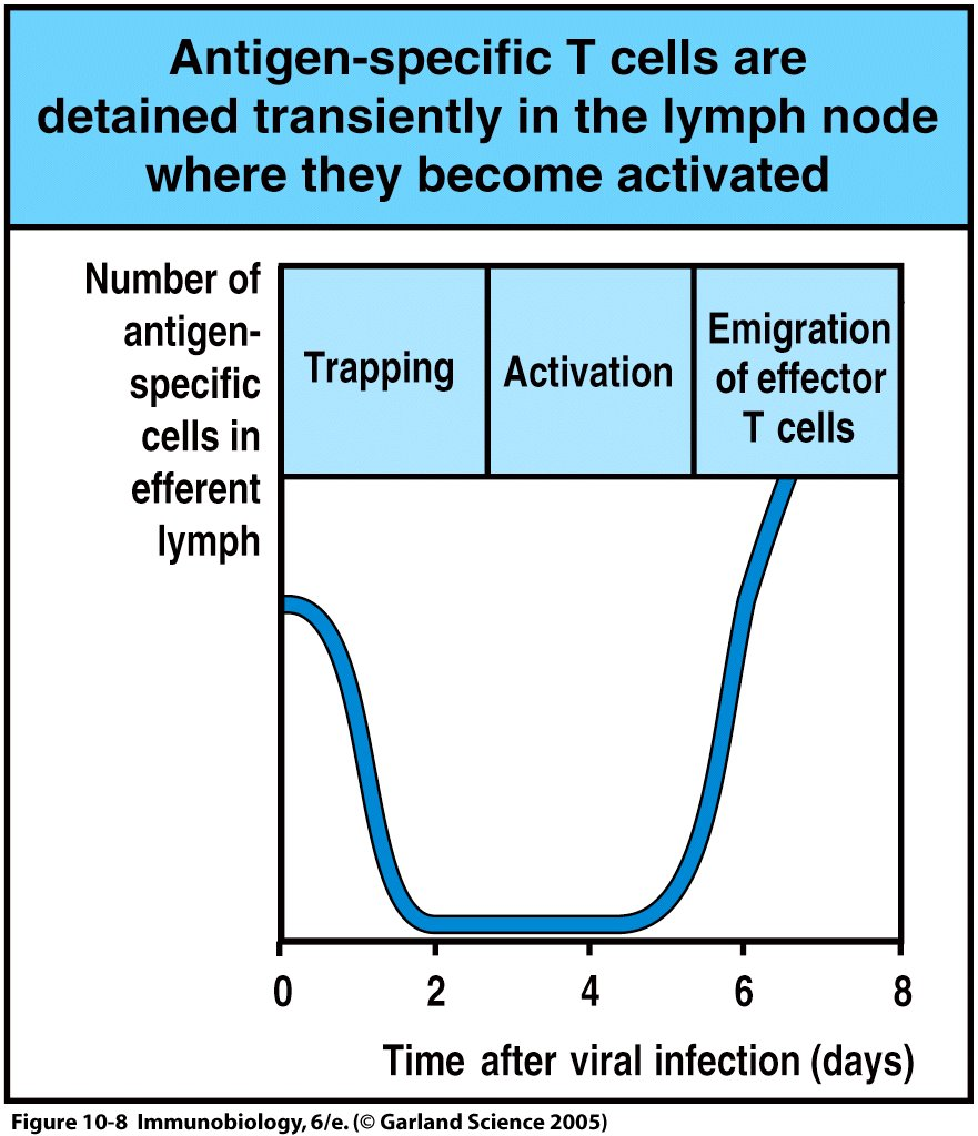 Retention von T-Zellen im Lymphknoten im Zuge Figure der