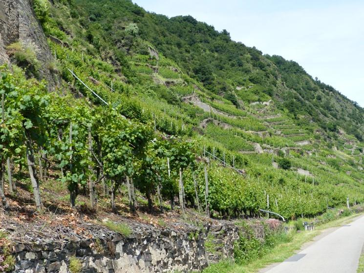 Steillagenweinbau schafft Vielfalt Das Moselprojekt Fokus: Sicherung und Verbesserung der Ökosystemleistungen im Weinbau in Steillagen, Steilstlagen und Terrassen an der Mittel- und Untermosel ->