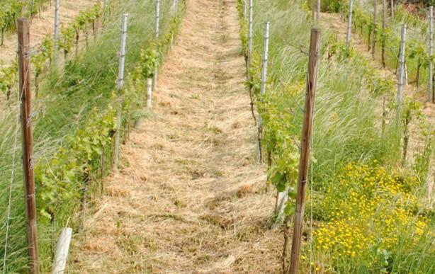 Steillagenweinbau schafft Vielfalt Das Moselprojekt Vier Maßnahmengruppen: Zwischenzeilenbegrünung blühende Saumstrukturen