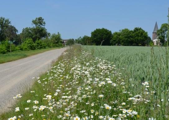 Summendes Rheinland - Landwirte für Ackervielfalt Drei Maßnahmen: Blühende Zwischenfrüchte Mehrjährige blühende Säume