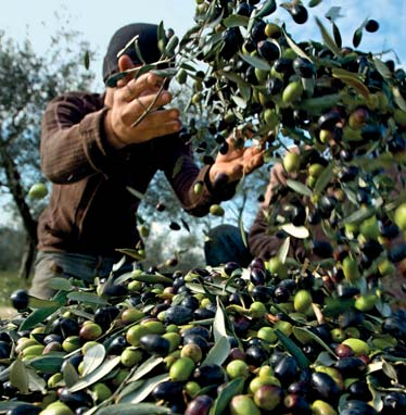 Alltagsbegegnungen HINTERGRUND 21 OLIVEN ERNTEN Zwischen Verona und dem Gardasee liegt Grezzana, ein Städtchen, das für seinen Marmor und noch mehr für sein exquisites Olivenöl bekannt ist.