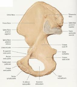 1 Os coxae Das Hüftbein besteht aus drei Teilen: Os pubis (Schambein) Os ilium (Darmbein) Os ischii (Sitzbein) Knöcherne Strukturen am