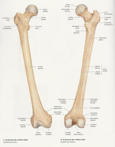 Knöcherne Strukturen am Os femoris (Oberschenkelknochen) Corpus femoris 9 Facies anterior 9 Facies lateralis 9 Facies medialis 9 Linea aspera 9 Compacta (Verdickung im Bereich der Linea aspera) 9