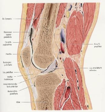 Recessus im Kniegelenk Ein Recessus ist eine Faltung der Gelenkskapsel ähnlich einem Faltenbalg.