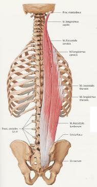 1.2 Muskulat 1.2.1 Stamm 1.2.1.1 Autochthone Rückenmuskulatur Die autochthone Rückenmuskulatur umfasst alle Muskeln die von den Ästen der dorsalen Spinalnerven innerviert werden, man bezeichnet sie auch Erector spinae.