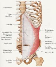 (tiefes Blatt) Crista iliaca (Labium internum) Spina iliaca anterior superior Bauch Aponeurose