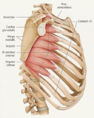 die Scapula lateral (dreht glenoid caudal und ermöglicht das elevieren des Humerus) Fixation der Scapula am Torax Bei Lähmung des Muskels klappt die Margo