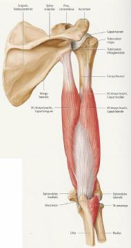 coracoideus Tuberositas radii Lacertus fibrosus (Teil der Fascia antebrachie Unterarmmuskelsack) Flexion des Armes aus der Retroversion Flexion im Ellenbogen und supination des Unterarmes Musculus