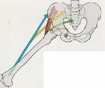 glutaeus minimus - orange m. piriformis grün m. obturatorius internus braun Adduktoren im Hüftgelenk m. adductor magnus + minus rot m. adductor longus + brevis blau m.