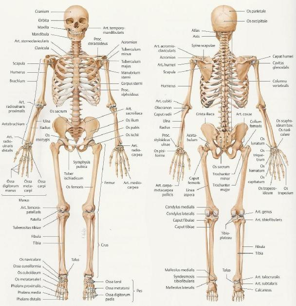 1 Anatomie 1.1 Knochen, Bänder und Gelenke 1.1.1 Übersicht Autor: Eugen Lusser Version 0.