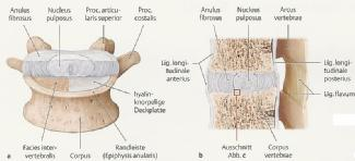 Wirbelsäule Ligamentum longitudinalia posterius flächenartig mit den Discus intervertebralis verwachsen