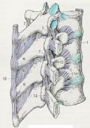 Ligamentum interspinale (8) zwischen den Dornfortsätzen Ligamentum supraspinale (10) entlang den Enden