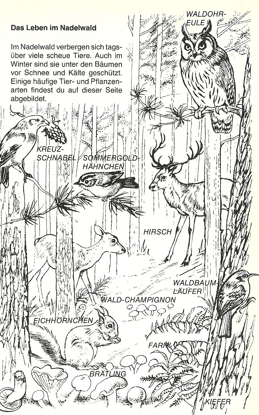 Natur-Hörerlebnispfad im Leipziger Auenwald Anlage 1 Ankunft im Wald Wie viele Menschen braucht es, um diesen Baum zu umfassen oder zu umstellen?