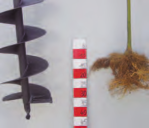 Großpflanzen Bei falscher Ausführung und/oder zu kleinen Bohrerdurchmesser sehr starke Wurzelverformungen Wichtig: Auf schweren, tonigen Böden nicht geeignet Bohrerdurchmesser mit mindestens