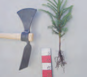 Winkelpflanzung Nur für kleine Fichtensortimente geeignet Bei Laubbäumen und größeren Nadelbaumsortimenten entstehen zahlreiche und starke Wurzeldeformationen Wichtig: Nur kleine Pflanzen mit einer