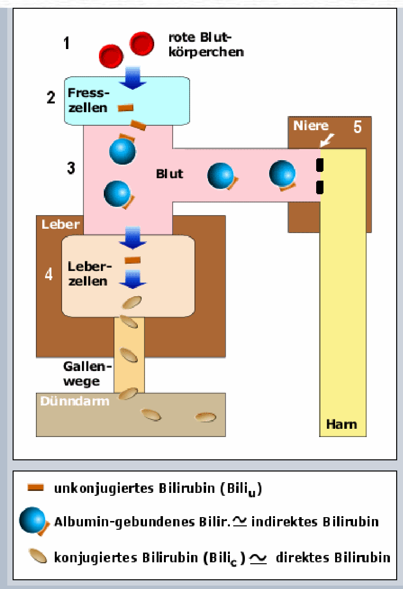 Bilirubin