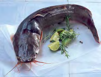 Im Gegensatz zu den für Süßwasserfischen typischen feinen Muskelgräten, ist das filetierte Welsfilet praktisch grätenfrei.