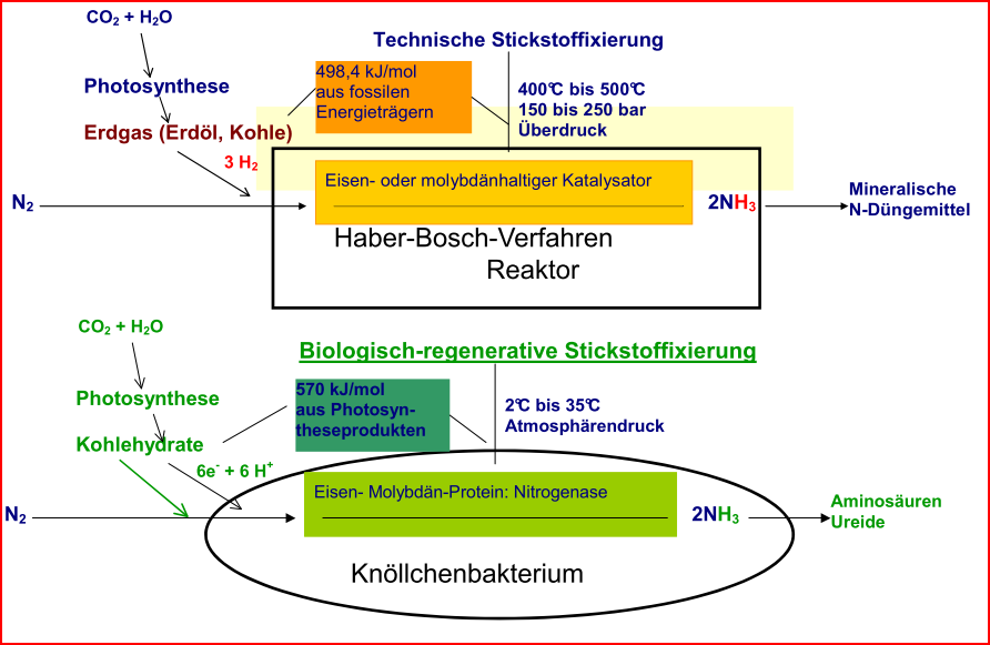 Klimaschutzwirkung: Haber-Bosch oder Knöllchenbakterien?