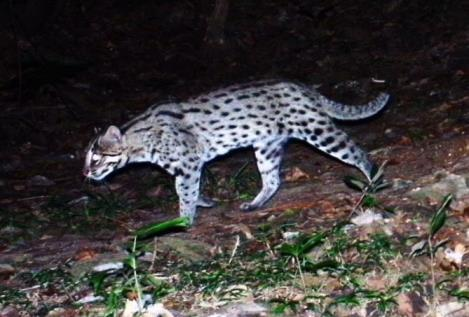 Die Chancen, ein Bild von einem Leoparden in dieser vielfältigen und nebligen Umgebung zu erhalten waren sehr gering.