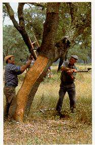 Der Kork der Korkeiche (Quercus suber) wird wirtschaftlich genutzt. Eigenschaften: undurchlässig für Gase und Flüssigkeiten, fest, elastisch und leicht - das 1.