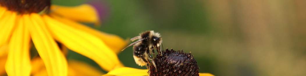 Wie bienenfreundlich ist mein Garten? Ein Selbsttest Wussten Sie, dass es in Deutschland rund 550 Wildbienenarten gibt? Nein?