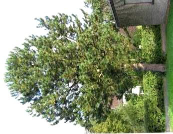 Schwarzkiefer / Schwarzföhre Der Nadelbaum wächst hauptsächlich in den Mittelmeerländern Südeuropas und in