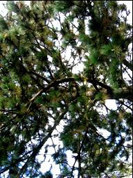 fünf Zipfel hat. Rosskastanie Dieser Baum wächst überall in Parks und in Wäldern.