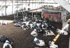 36 Vorteile Kuhkomfort entspannte Kühe Keine Beschränkungen beim Abliegen / Aufstehen