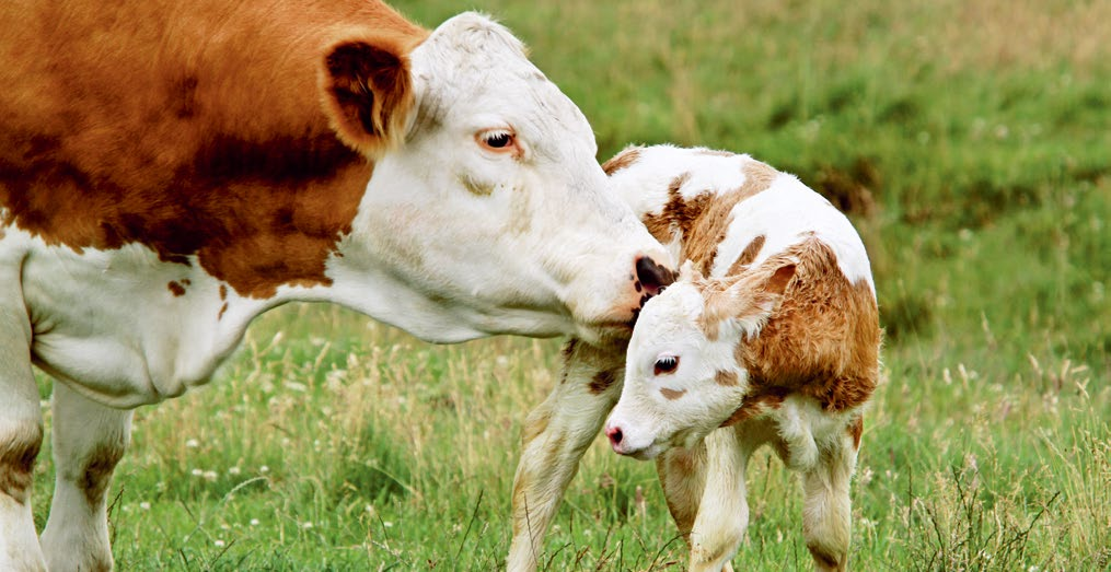 1. Rinder 1. Rinder 1.2 Milchkühe Ziele: Hohe Milchleistung, gute Fruchtbarkeit und Langlebigkeit. Milchkühe Proteinreiche Grundfutterration Eine Grundfutterration mit Proteinüberhang bzw.