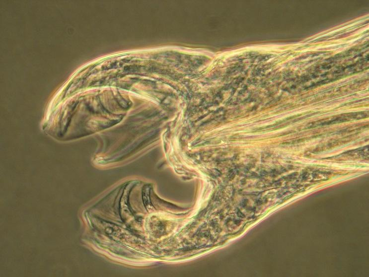 Weideparasiten führen zu wirtschaftlichen Einbussen