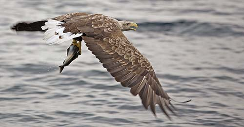 Der Fisch sieht den Adler nicht, da aus