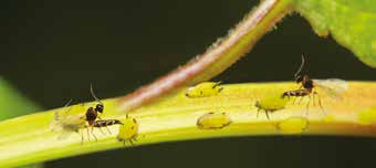 Kurative Strategie Wenn Blattläuse bereits vorhanden und identifiziert sind, ermöglicht eine hohe Einsatzmenge der angepassten Schlupfwespenart eine gezielte Kontrolle der Blattlauspopulation, und