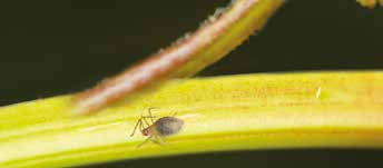Strategie Verda- / BasilProtect Eine vorbeugende Dosierung von ergänzenden Schlupfwespen-Arten ermöglicht die Kontrolle aller ankommenden Blattläuse gleich welcher Art (Keine Bestimmung nötig).