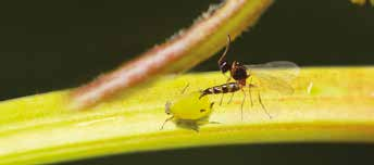 Strategie OrnaProtect Eine vorbeugende Dosierung von ergänzenden Schlupfwespen-Arten ermöglicht die Kontrolle aller ankommenden Blattläuse gleich welcher Art (Keine Bestimmung nötig).