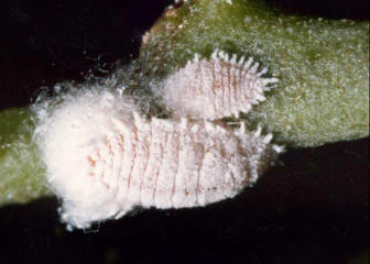 Planococcus citri Risso Planococcus citri (Bild 6) ist in den Warmgewächshäusern des ÖBG v.a. an Blättern und jungen Trieben u.a. auf den Pflanzen Neptunia oleraceae und Neptunia plena zu finden.