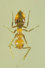 Bild 7: Arbeiterin von Plagiolepis alluaudi Emery. Bild 8: Königin von Plagiolepis alluaudi Emery.