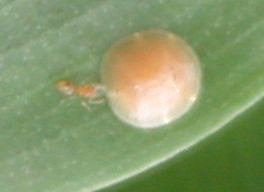 Diese Arbeit will klären, ob die Ameisenart Plagiolepis alluaudi bevorzugt Pflanzen aufsucht, die mit Honigtau abgebenden Schädlingen (Pseudococcus longispinus, Planococcus citri und Saissetia