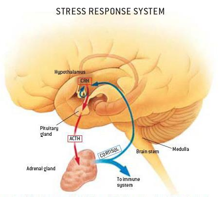 Stressverarbeitungssystem