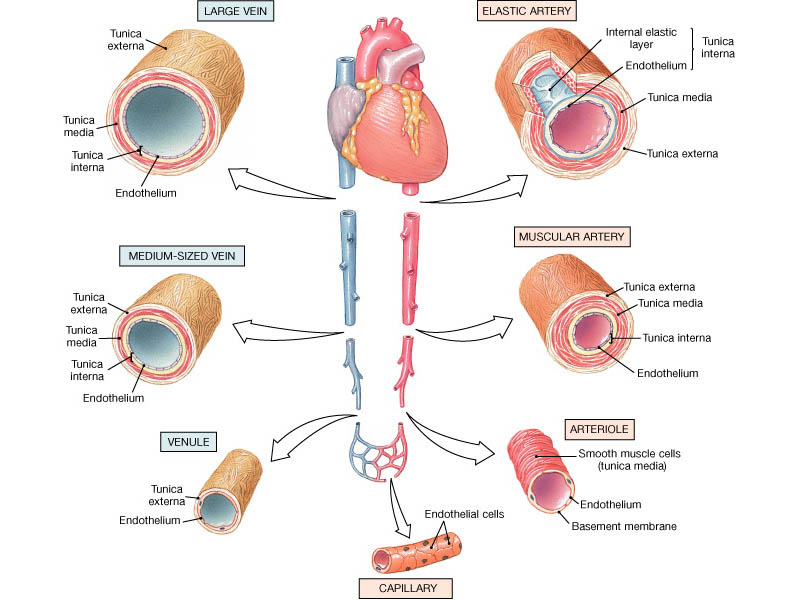Arterien und Venen Arterie Vene aus: Netter s Anatomy 28. Atlas Tag 2 Das Herz ist eine Saug-Druck-Pumpe. Die Venen bringen das Blut zum saugenden Herzen.
