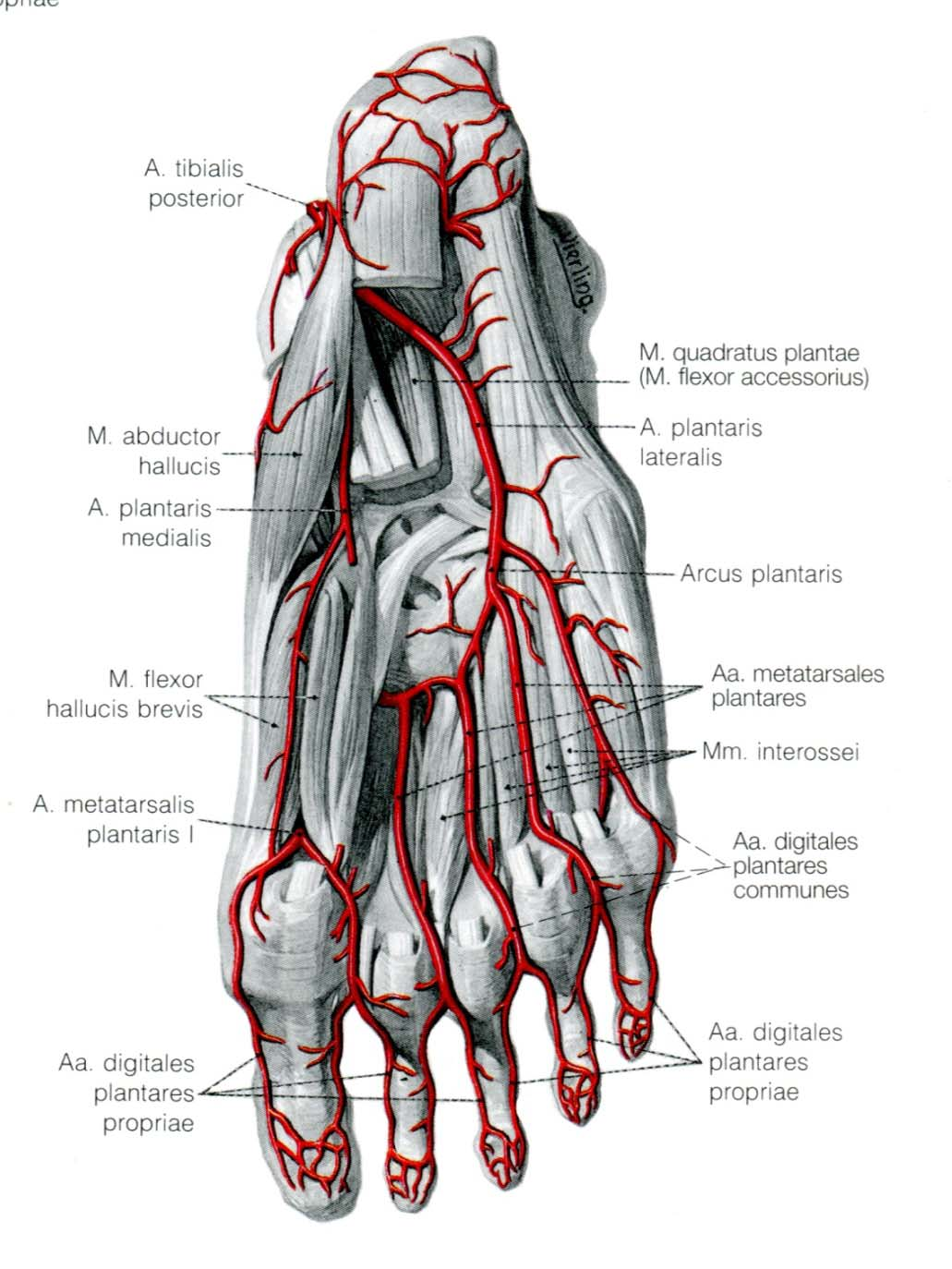 Arterien aus: Benninghoff "Anatomie" 9 Der tiefe Arterienbogen gibt