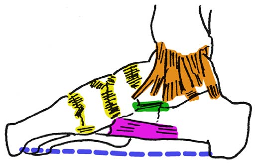 Bandapparat des Fusses Gelenksicherung OSG und USG durch mediales und laterales Kollateralband gemeinsam gesichert mediales Kollateralband fächerförmig laterales Kollateralband = Einzelbänder von