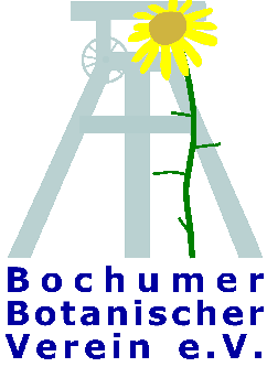 Senecio inaequidens Schmalblättriges Greiskraut (Asteraceae), Stadtpflanze des Jahres 2017 CORINNE BUCH 1 Einleitung Anlässlich seines 10-jährigen Bestehens ruft der Bochumer Botanische Verein die
