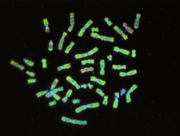 detektiert als Farbreaktion an Chromosomen
