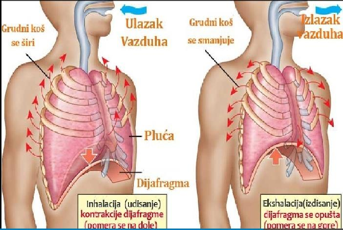 5.2.1. Плућа Представљају главни орган система за дисање. Плућа су најважнији део прибора за дисање. Налазе се у грудној дупљи и састоје се од два плућна крила.