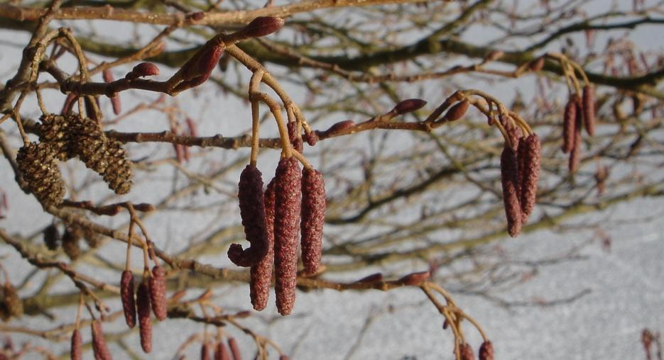 Winterkätzchen. Winterzweige mit samenschüttenden schwarzen Erlenzäpfchen und den ruhenden Blütenstände der kommenden Saison.