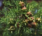 CUPRESSACEAE (Zypressengewächse) Widdringtonia nodiflora Juniperus Bäume oder Sträucher mit gegenständigen, schuppenförmigen oder quirlig angeordneten, nadelförmigen Blättern
