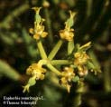 EUPHORBIACEAE (Wolfsmilchgewächse) Euphorbia mauretanica Stauden oder Kräuter Blätter einfach, wechsel- oder gegenständig Blütenradiär, eingeschlechtig, ein- oder zweihäusig Stark reduzierter