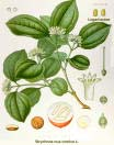 LAURACEAE (Lorbeergewächse) Cassytha ciliolate Überwiegend Bäume und Sträucher, daneben auch Lianen und Kräuter Blätter wechselständig, fast ausschließlich